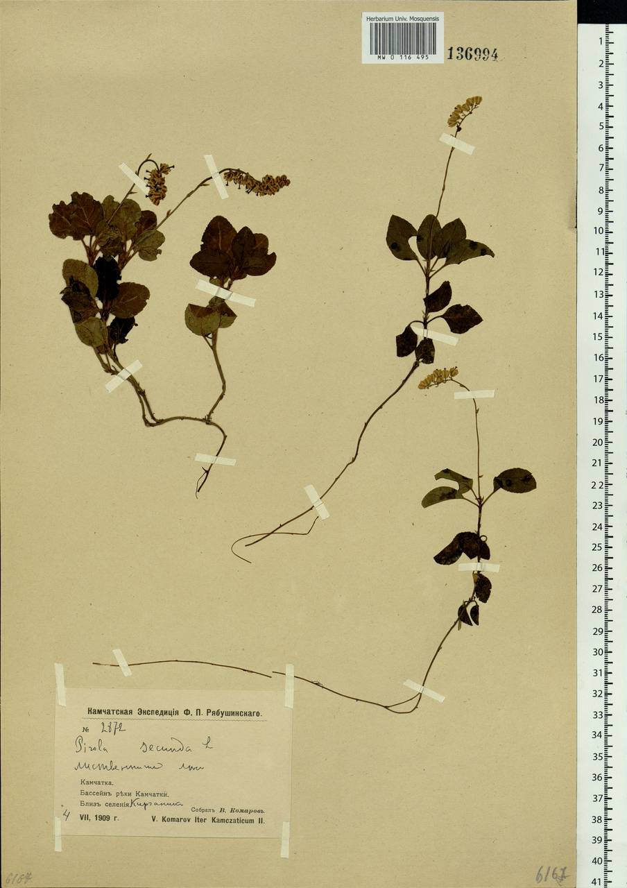 Orthilia secunda (L.) House, Siberia, Chukotka & Kamchatka (S7) (Russia)