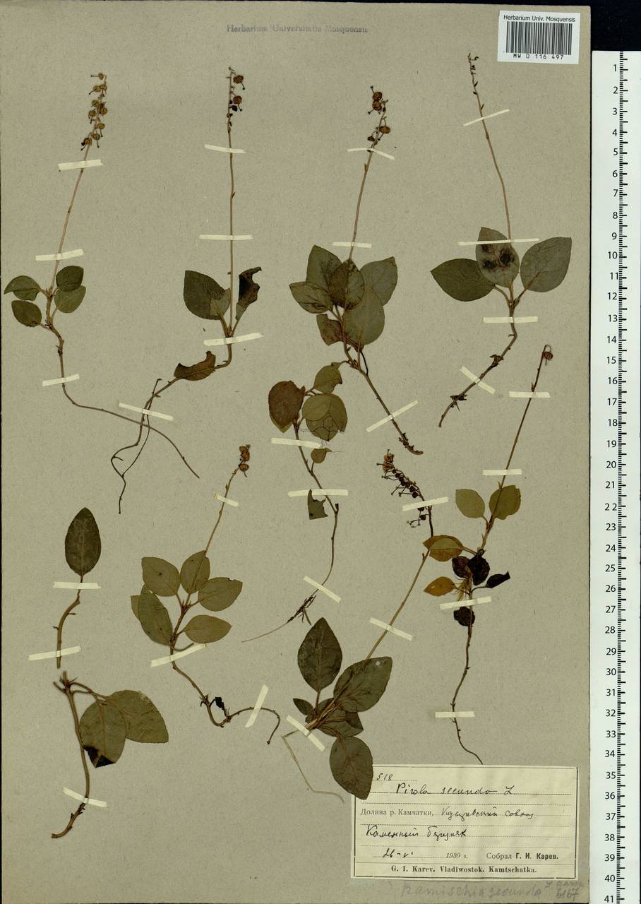 Orthilia secunda (L.) House, Siberia, Chukotka & Kamchatka (S7) (Russia)