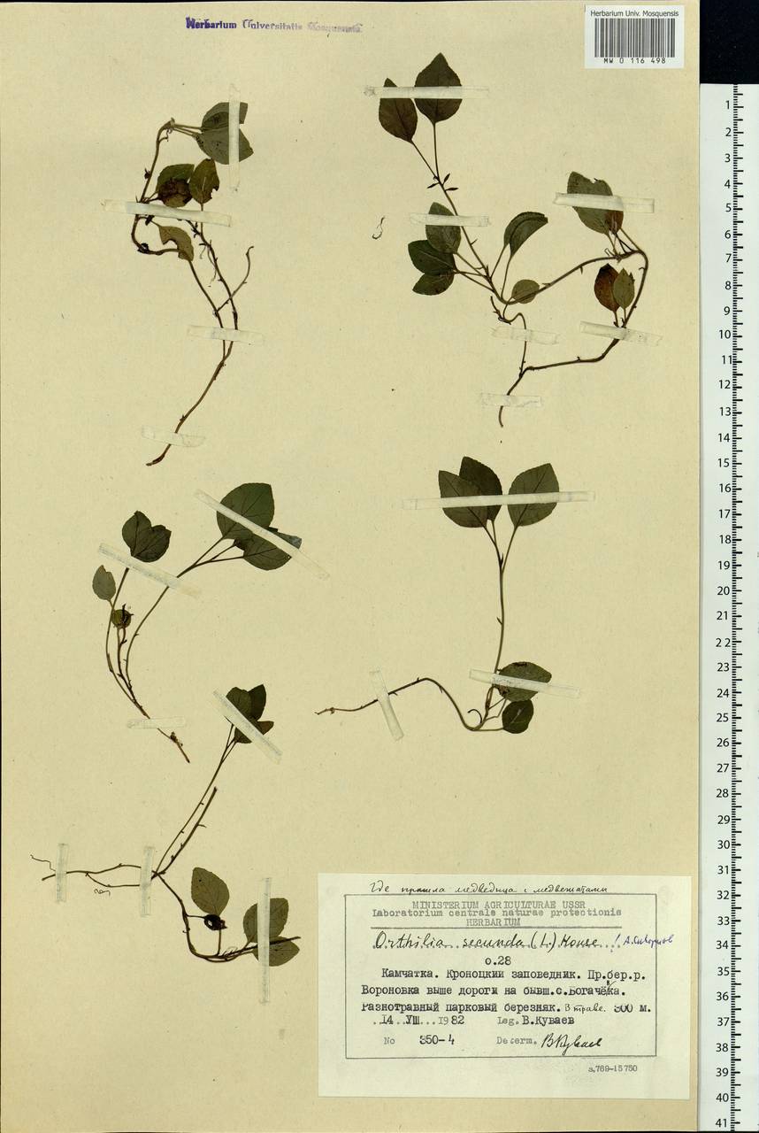 Orthilia secunda (L.) House, Siberia, Chukotka & Kamchatka (S7) (Russia)