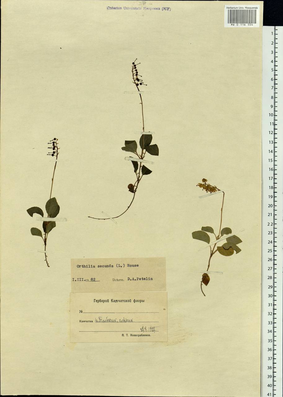 Orthilia secunda (L.) House, Siberia, Chukotka & Kamchatka (S7) (Russia)