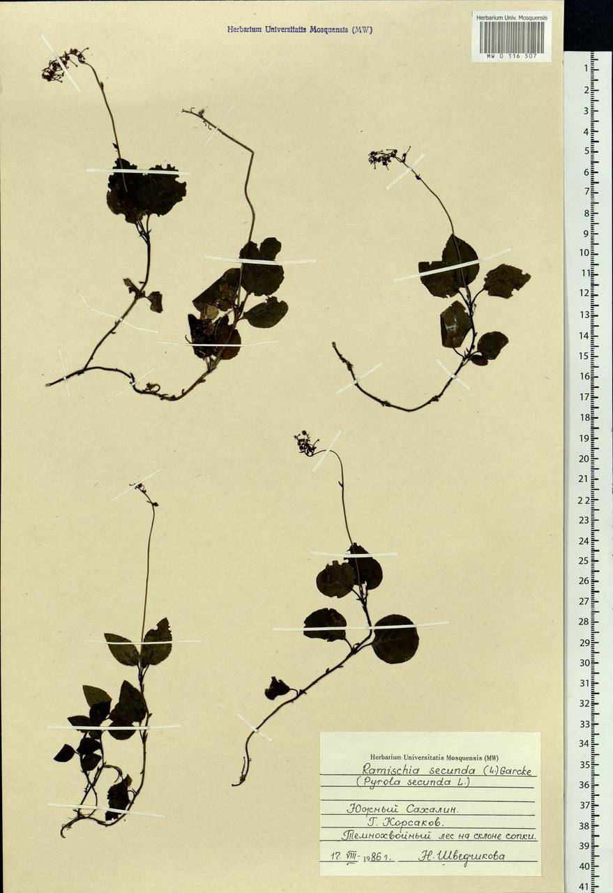 Orthilia secunda (L.) House, Siberia, Russian Far East (S6) (Russia)