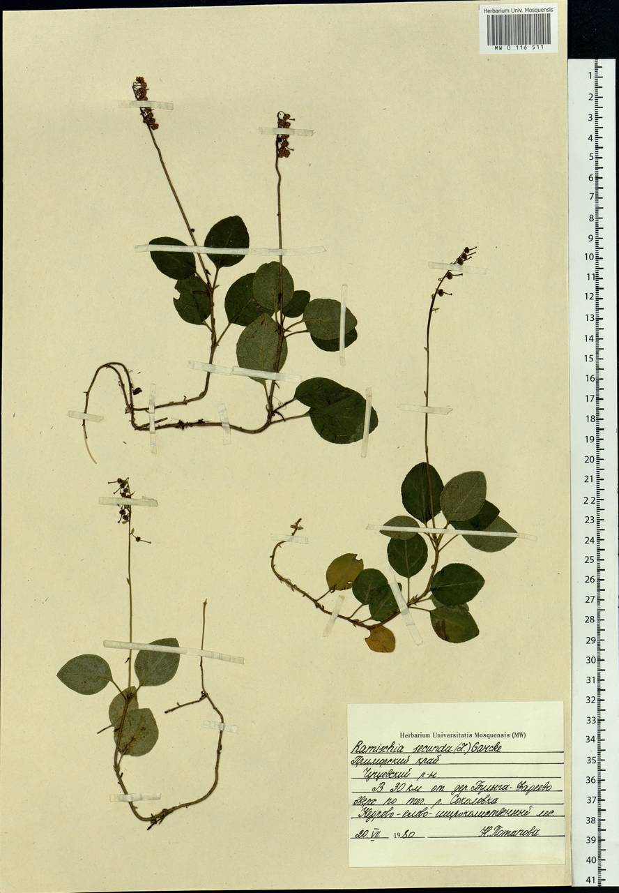 Orthilia secunda (L.) House, Siberia, Russian Far East (S6) (Russia)