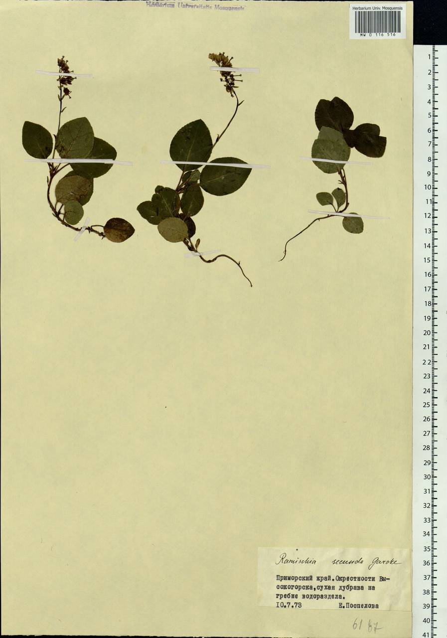 Orthilia secunda (L.) House, Siberia, Russian Far East (S6) (Russia)