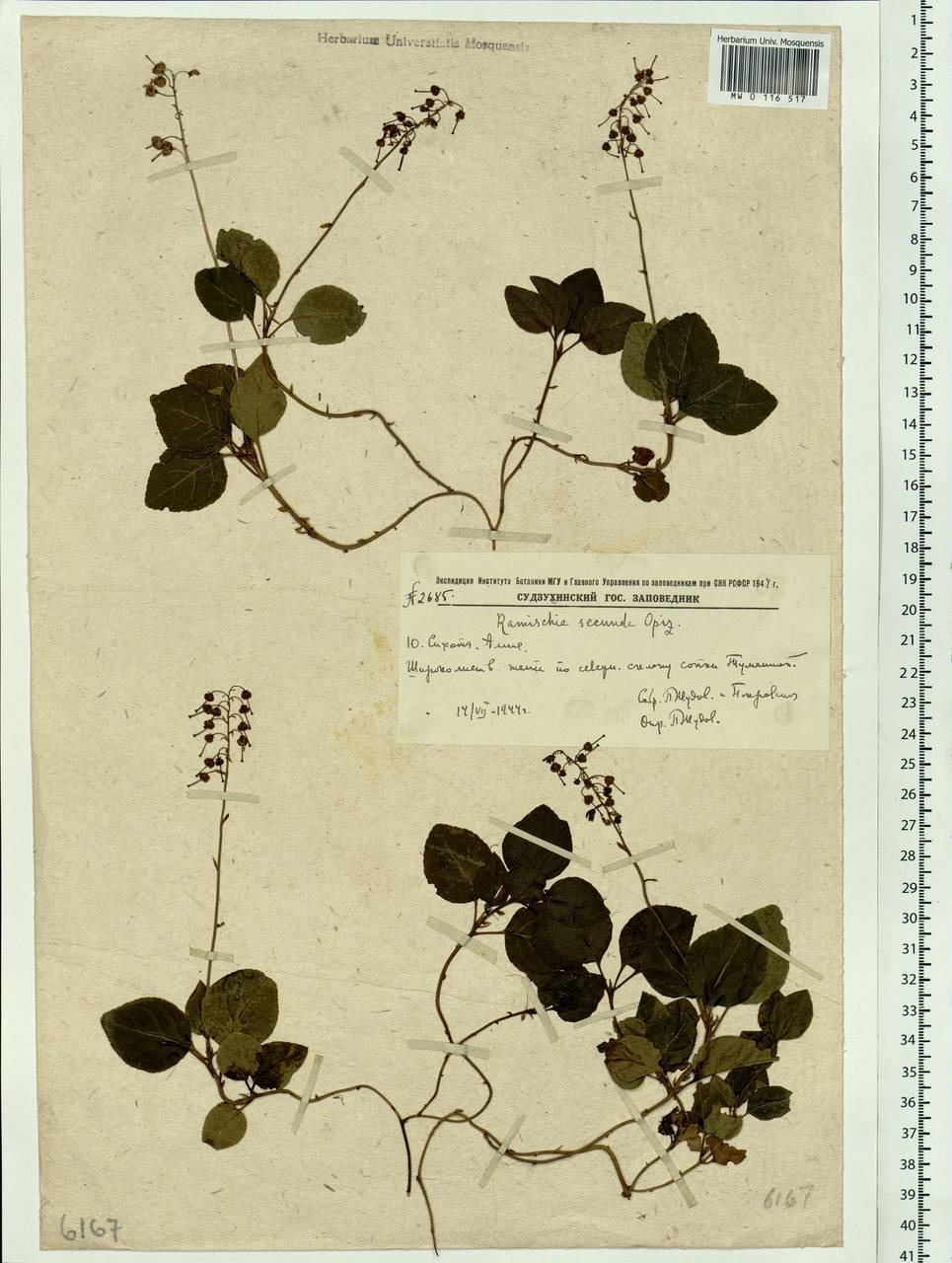 Orthilia secunda (L.) House, Siberia, Russian Far East (S6) (Russia)