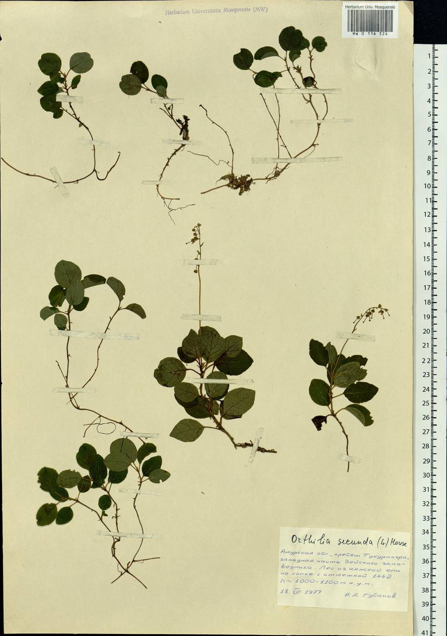 Orthilia secunda (L.) House, Siberia, Russian Far East (S6) (Russia)