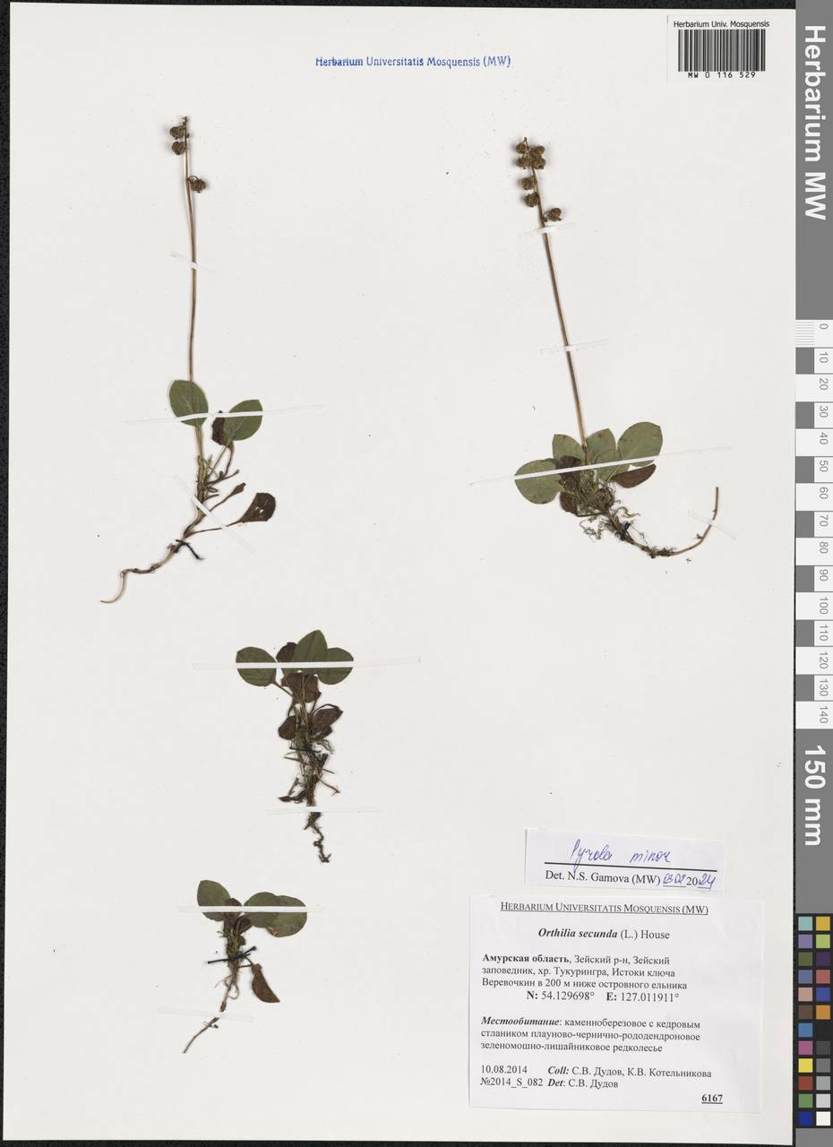 Pyrola minor L., Siberia, Russian Far East (S6) (Russia)