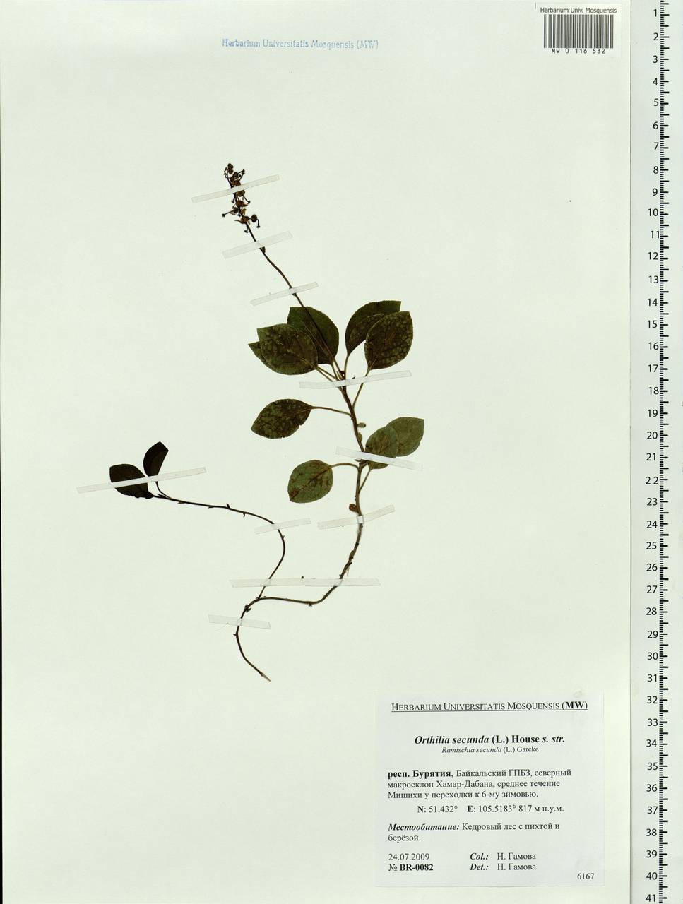 Orthilia secunda (L.) House, Siberia, Baikal & Transbaikal region (S4) (Russia)