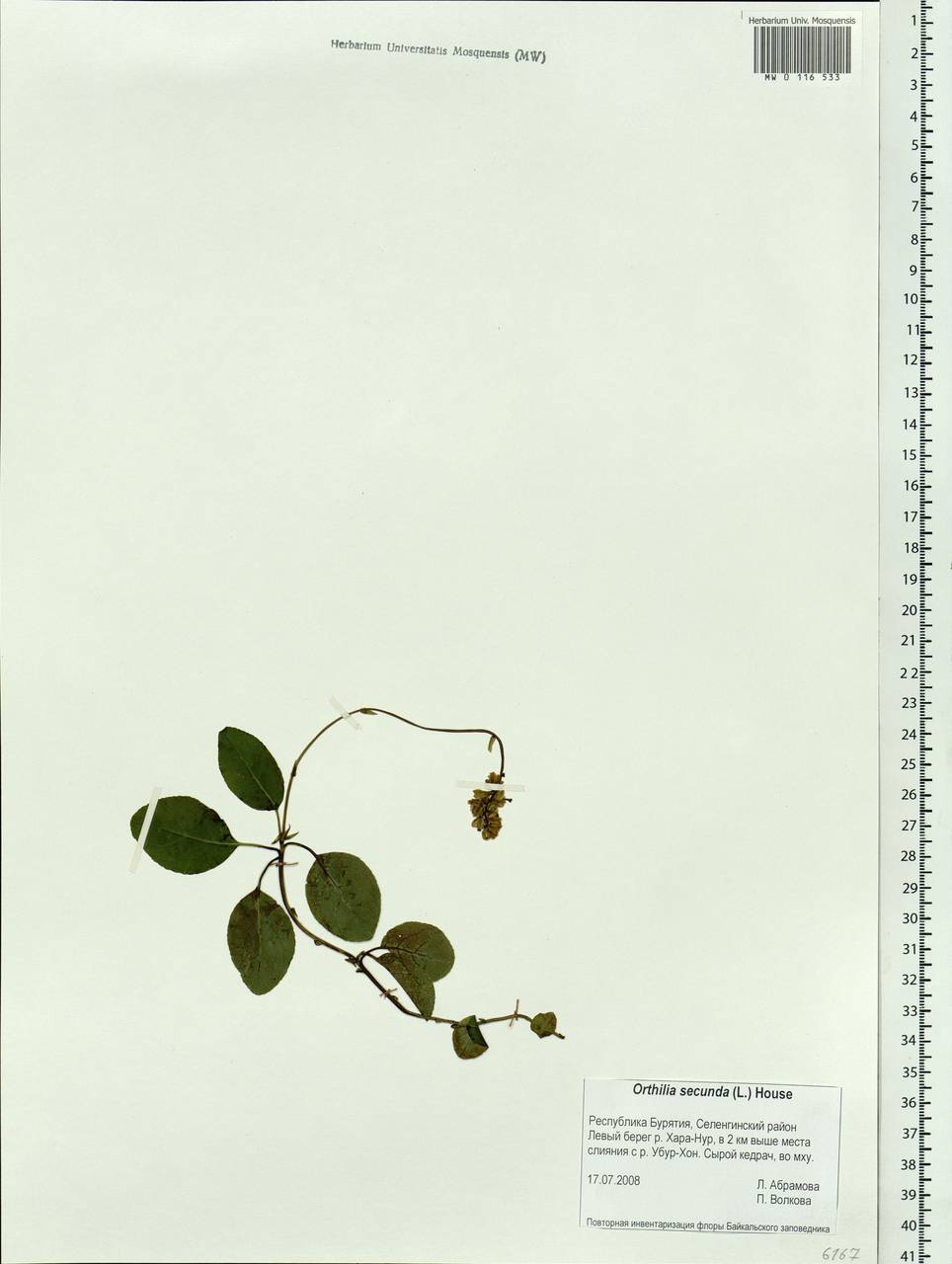 Orthilia secunda (L.) House, Siberia, Baikal & Transbaikal region (S4) (Russia)