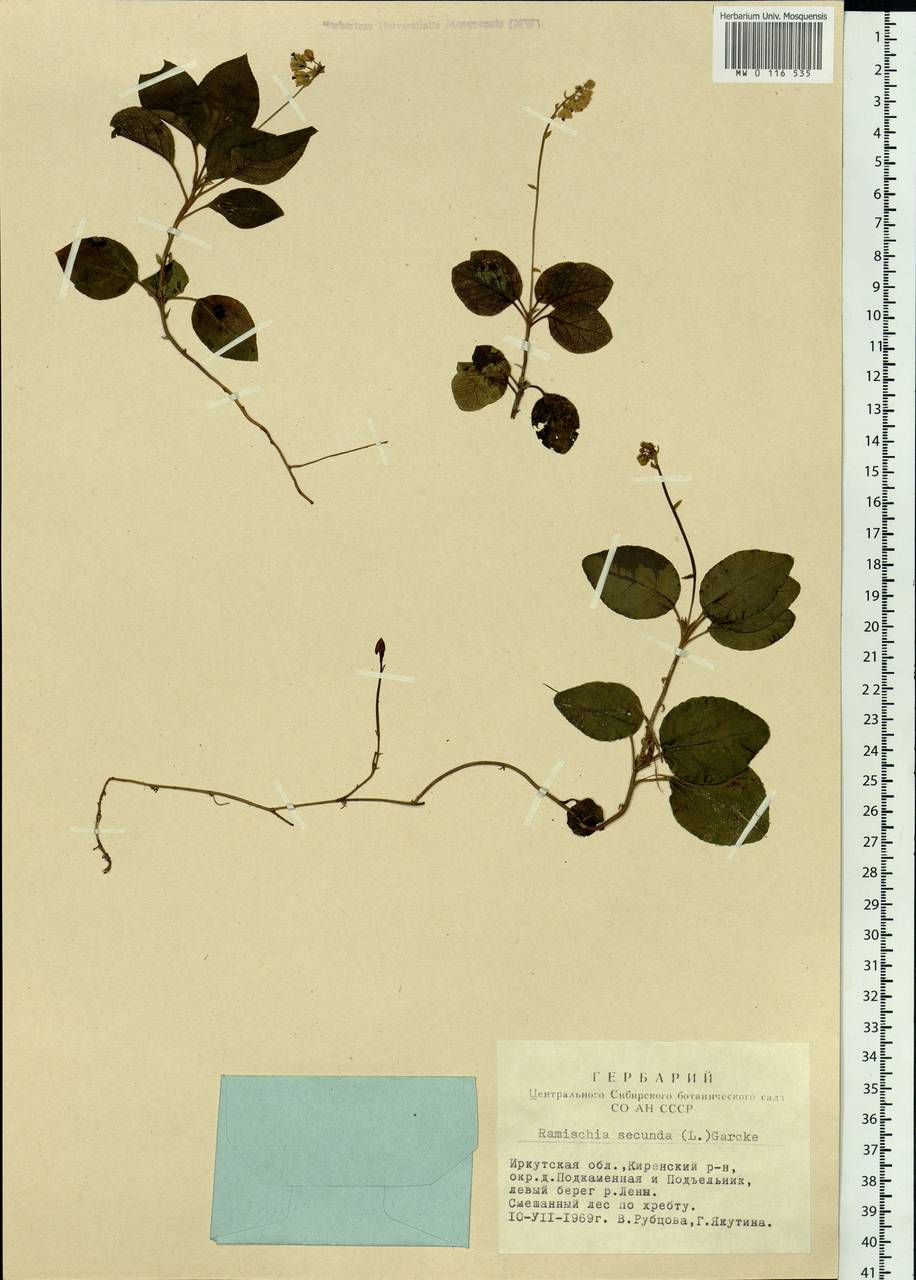 Orthilia secunda (L.) House, Siberia, Baikal & Transbaikal region (S4) (Russia)