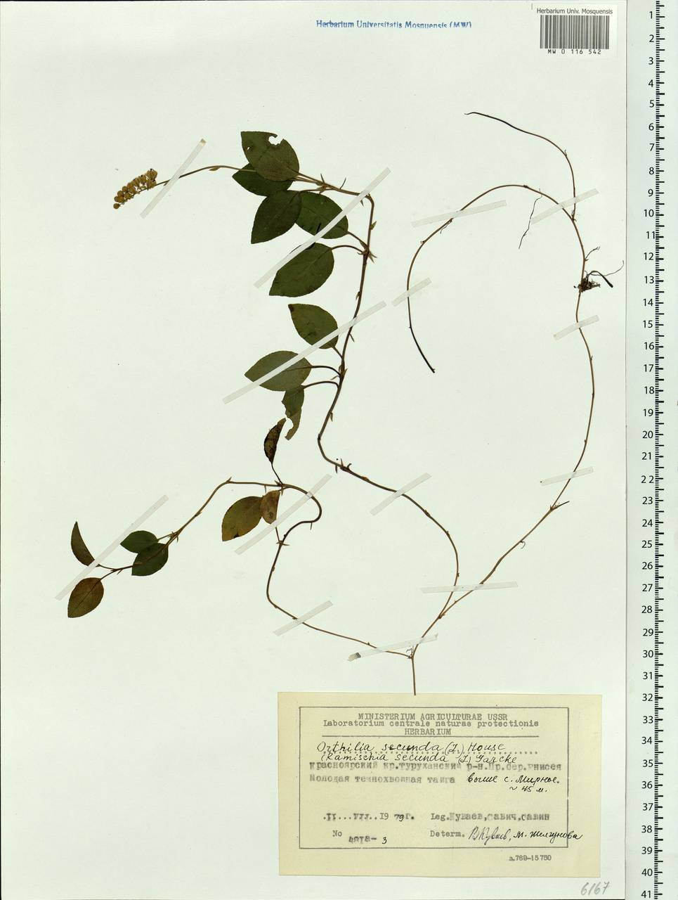 Orthilia secunda (L.) House, Siberia, Central Siberia (S3) (Russia)