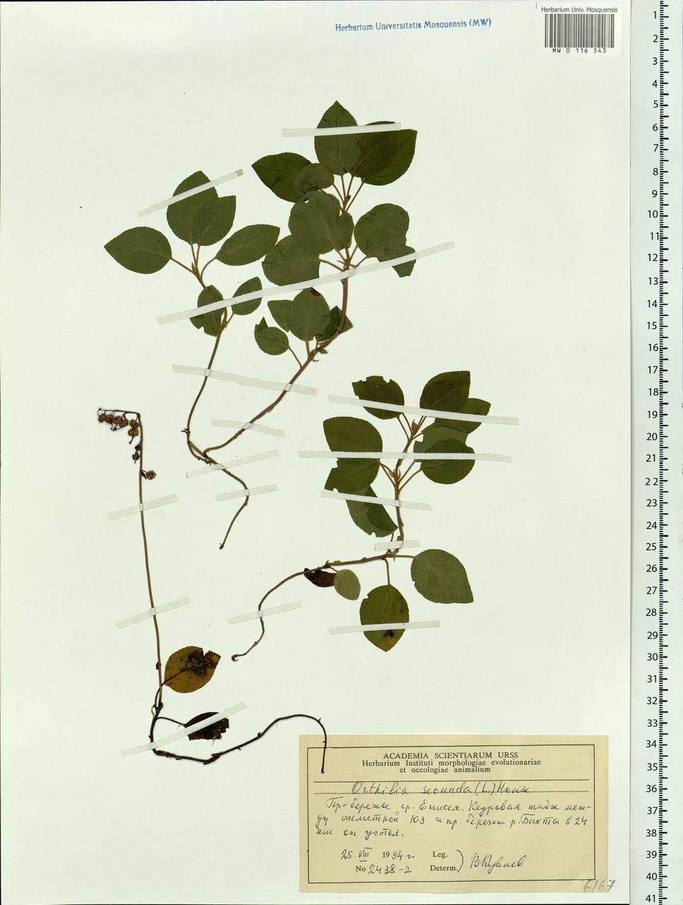 Orthilia secunda (L.) House, Siberia, Central Siberia (S3) (Russia)