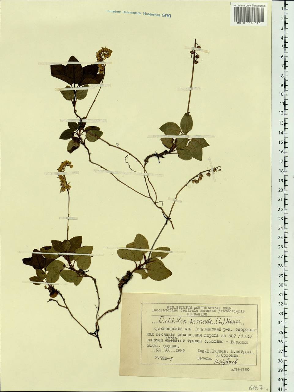 Orthilia secunda (L.) House, Siberia, Central Siberia (S3) (Russia)