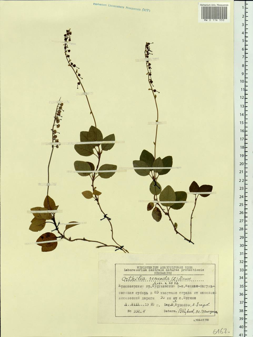 Orthilia secunda (L.) House, Siberia, Central Siberia (S3) (Russia)