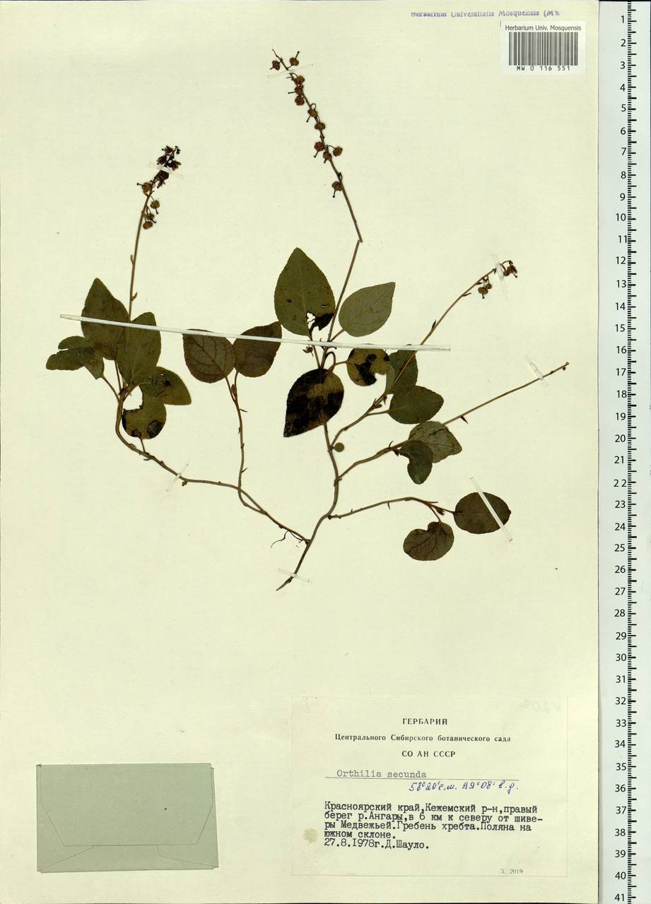 Orthilia secunda (L.) House, Siberia, Central Siberia (S3) (Russia)