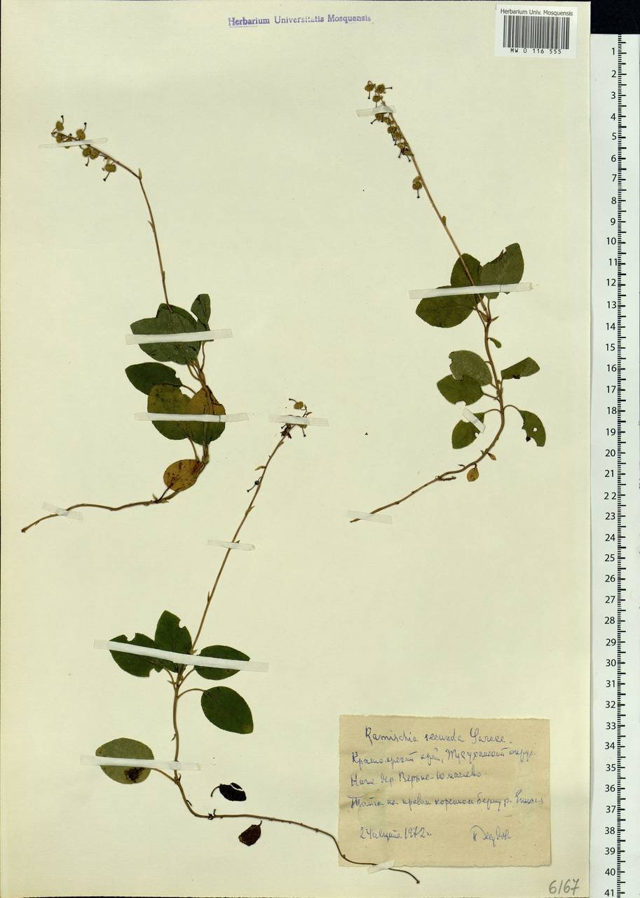 Orthilia secunda (L.) House, Siberia, Central Siberia (S3) (Russia)