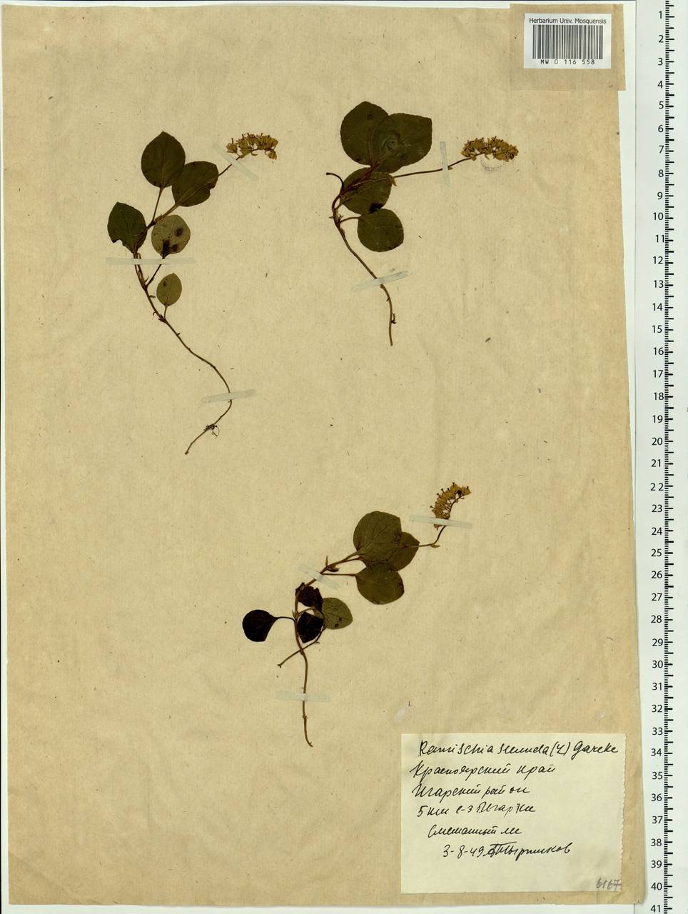 Orthilia secunda (L.) House, Siberia, Central Siberia (S3) (Russia)