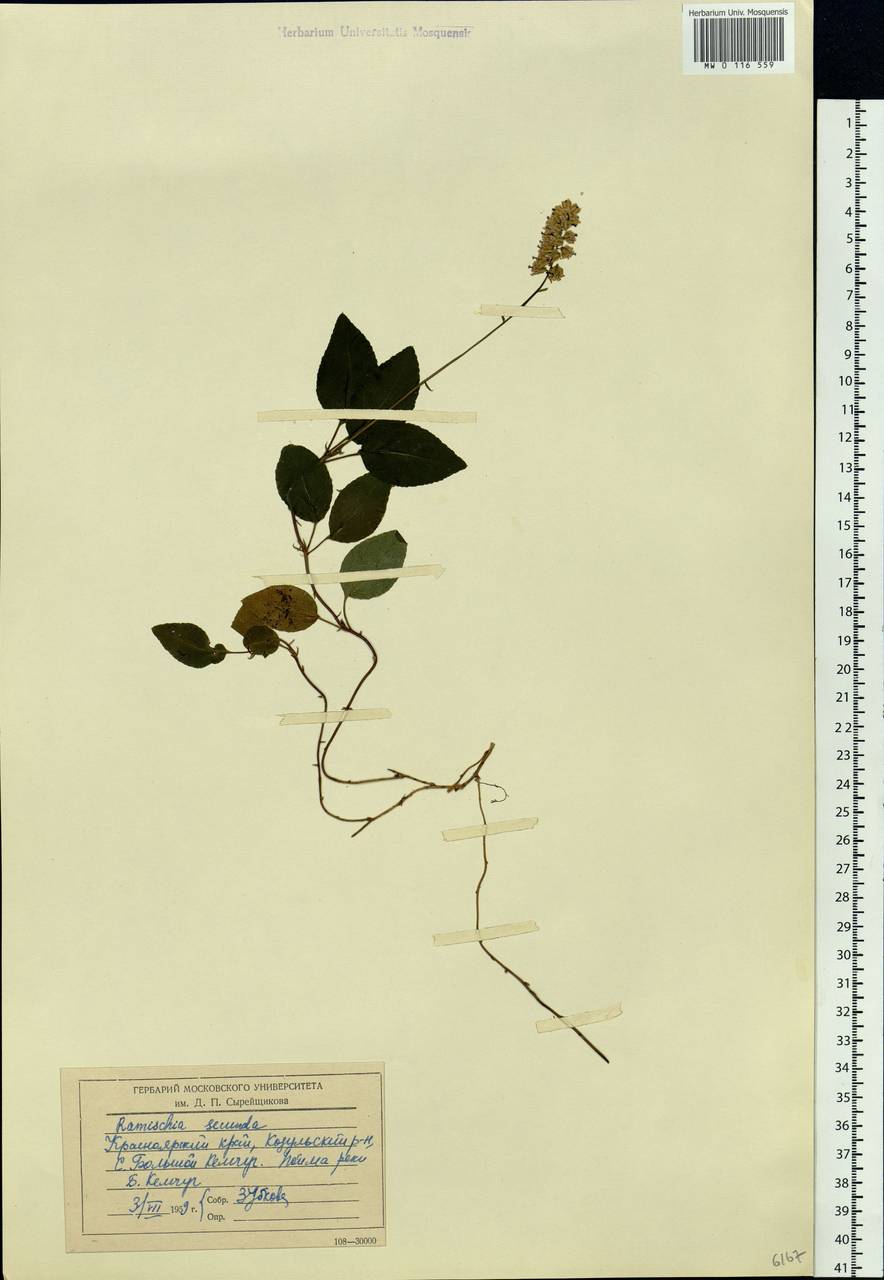 Orthilia secunda (L.) House, Siberia, Central Siberia (S3) (Russia)