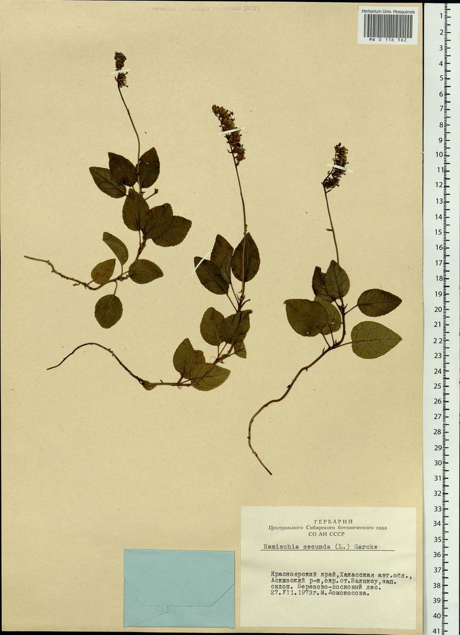 Orthilia secunda (L.) House, Siberia, Altai & Sayany Mountains (S2) (Russia)