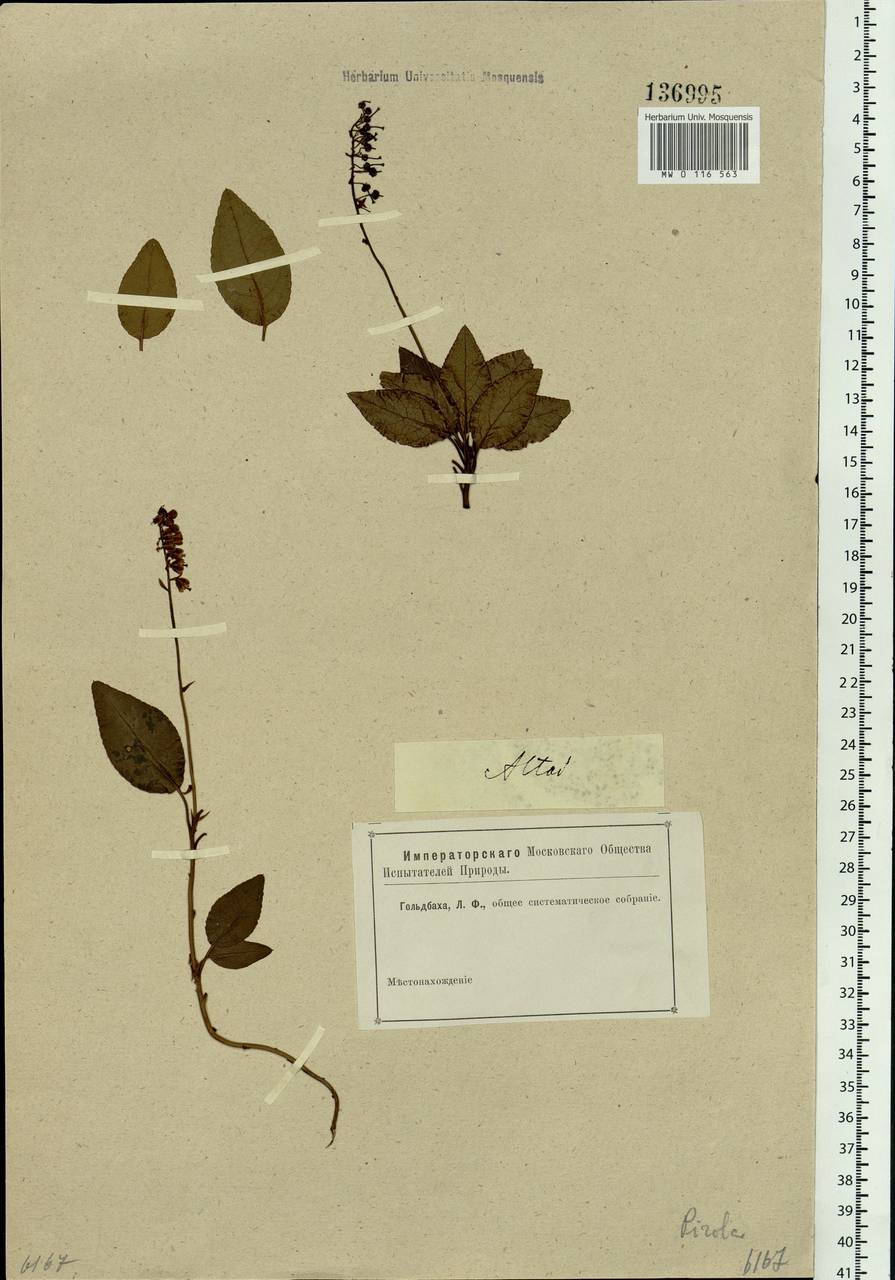 Orthilia secunda (L.) House, Siberia, Altai & Sayany Mountains (S2) (Russia)