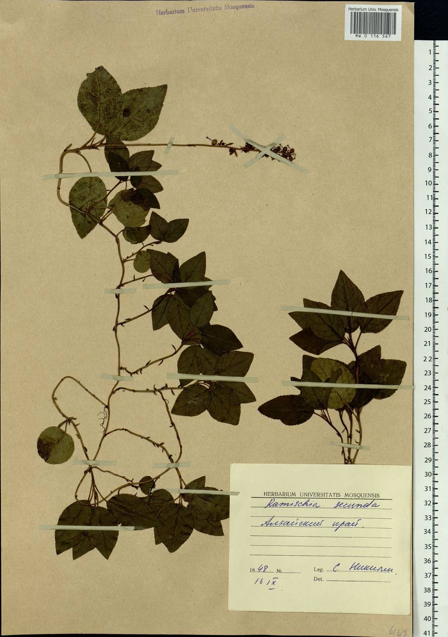 Orthilia secunda (L.) House, Siberia, Altai & Sayany Mountains (S2) (Russia)