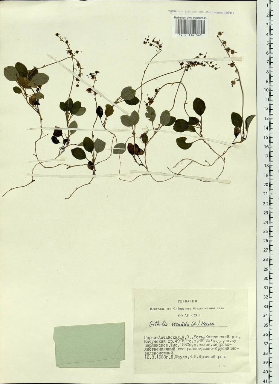 Orthilia secunda (L.) House, Siberia, Altai & Sayany Mountains (S2) (Russia)