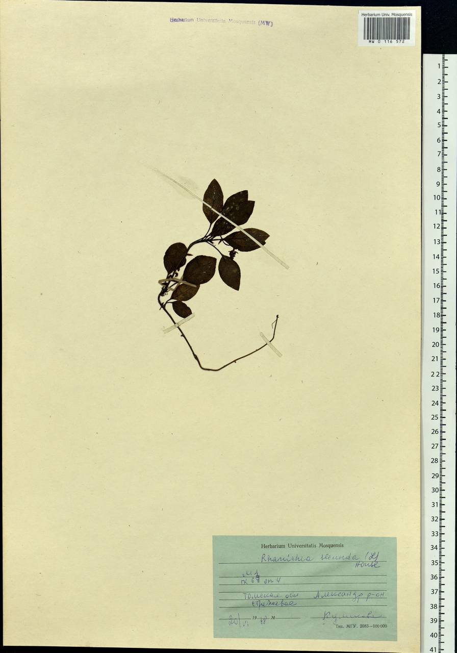 Orthilia secunda (L.) House, Siberia, Western Siberia (S1) (Russia)