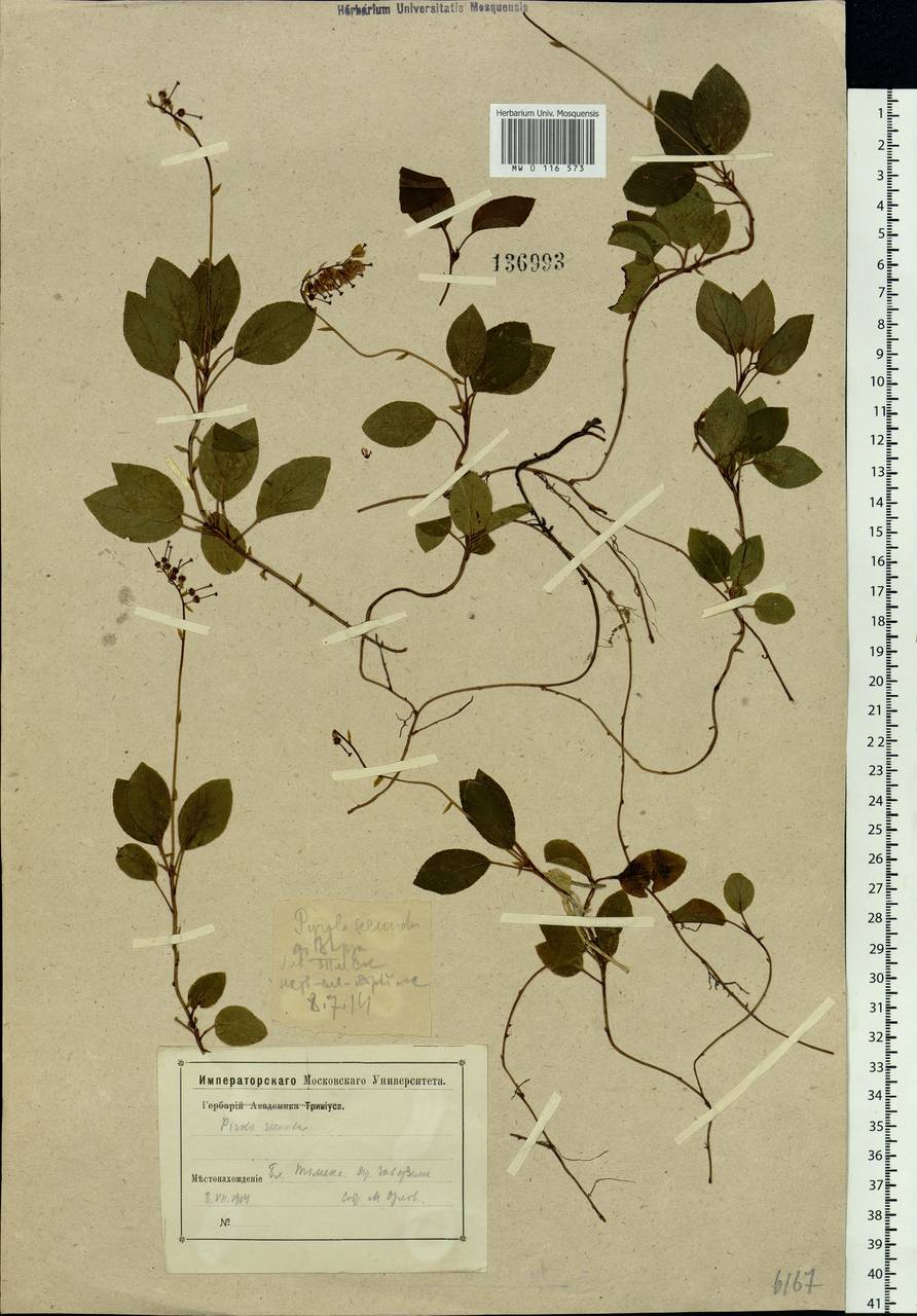 Orthilia secunda (L.) House, Siberia, Western Siberia (S1) (Russia)