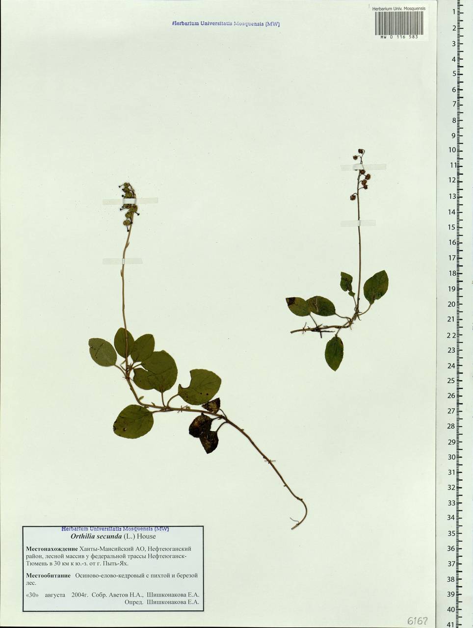 Orthilia secunda (L.) House, Siberia, Western Siberia (S1) (Russia)