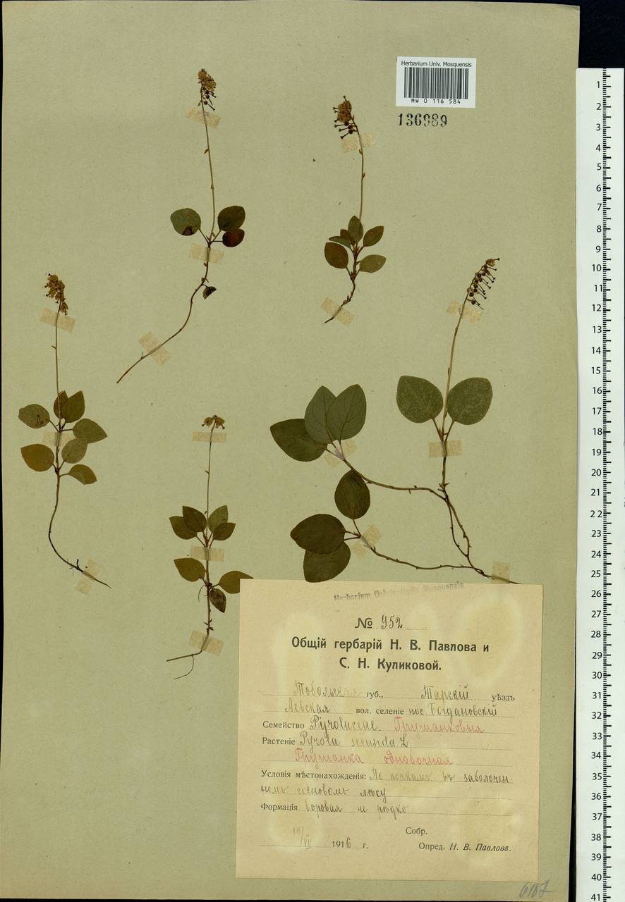 Orthilia secunda (L.) House, Siberia, Western Siberia (S1) (Russia)