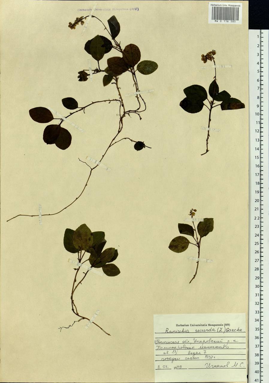 Orthilia secunda (L.) House, Siberia, Western Siberia (S1) (Russia)