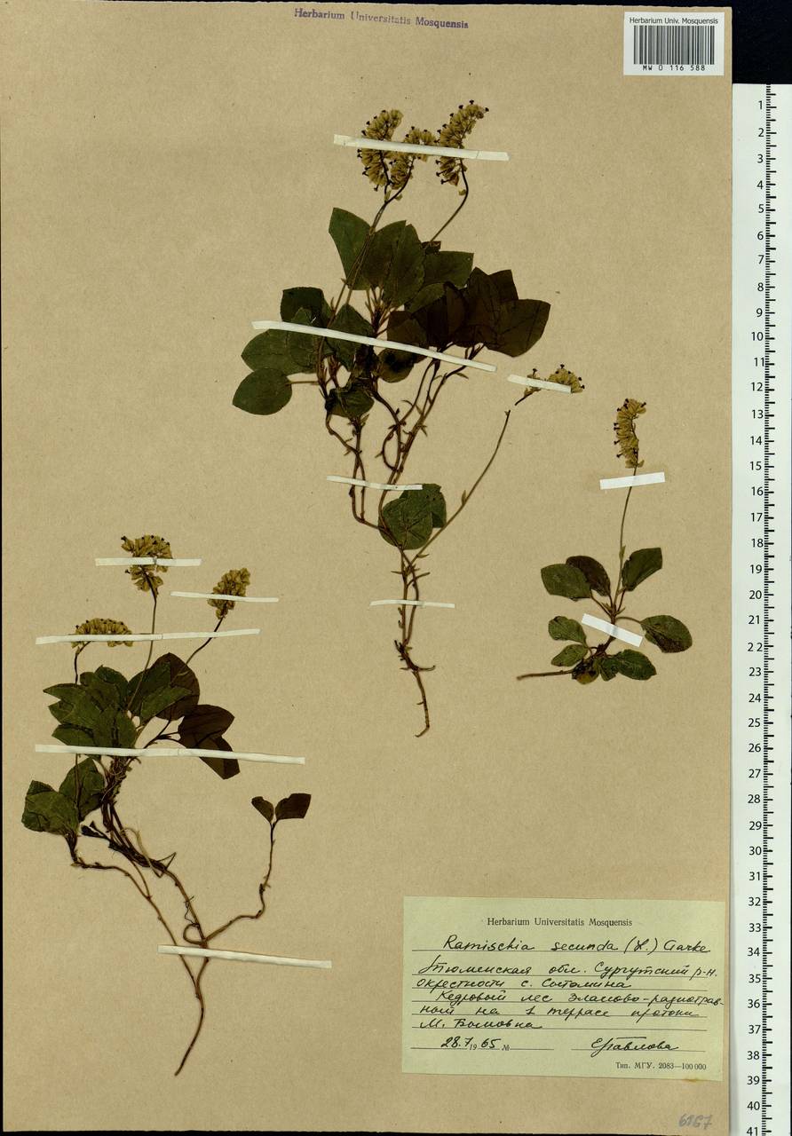 Orthilia secunda (L.) House, Siberia, Western Siberia (S1) (Russia)