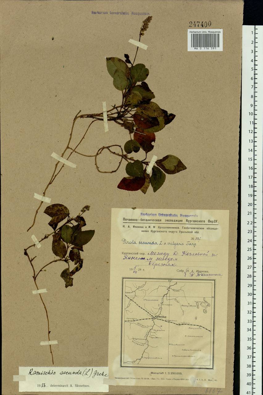 Orthilia secunda (L.) House, Siberia, Western Siberia (S1) (Russia)