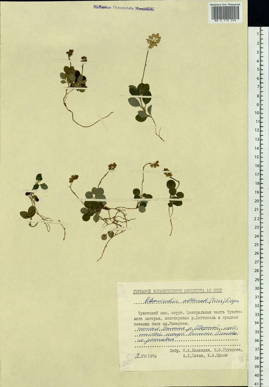 Orthilia secunda (L.) House, Siberia, Chukotka & Kamchatka (S7) (Russia)