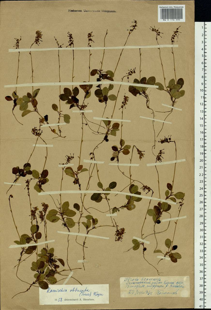 Orthilia secunda (L.) House, Siberia, Chukotka & Kamchatka (S7) (Russia)