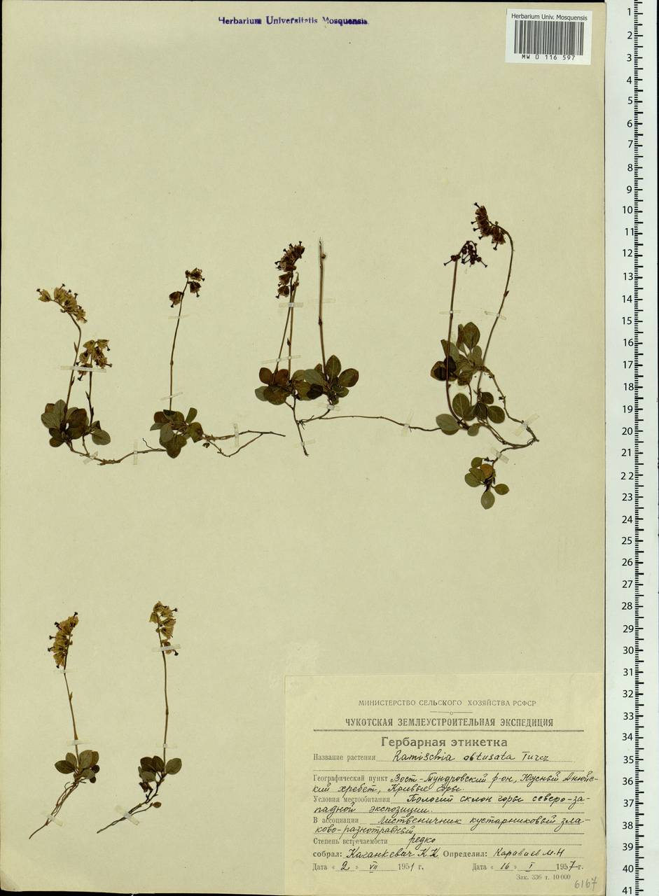 Orthilia secunda (L.) House, Siberia, Chukotka & Kamchatka (S7) (Russia)