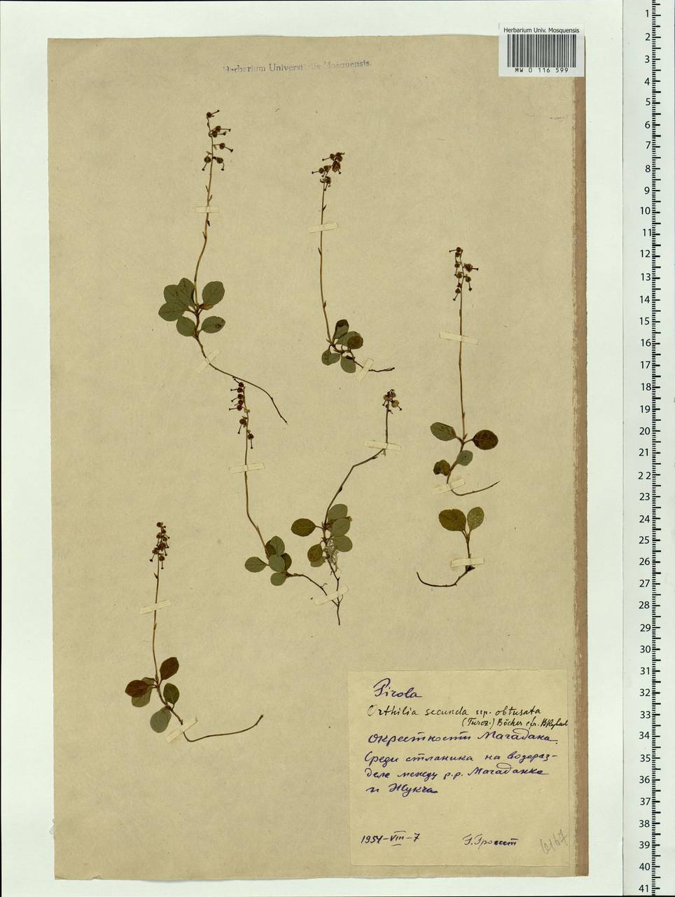 Orthilia secunda (L.) House, Siberia, Chukotka & Kamchatka (S7) (Russia)