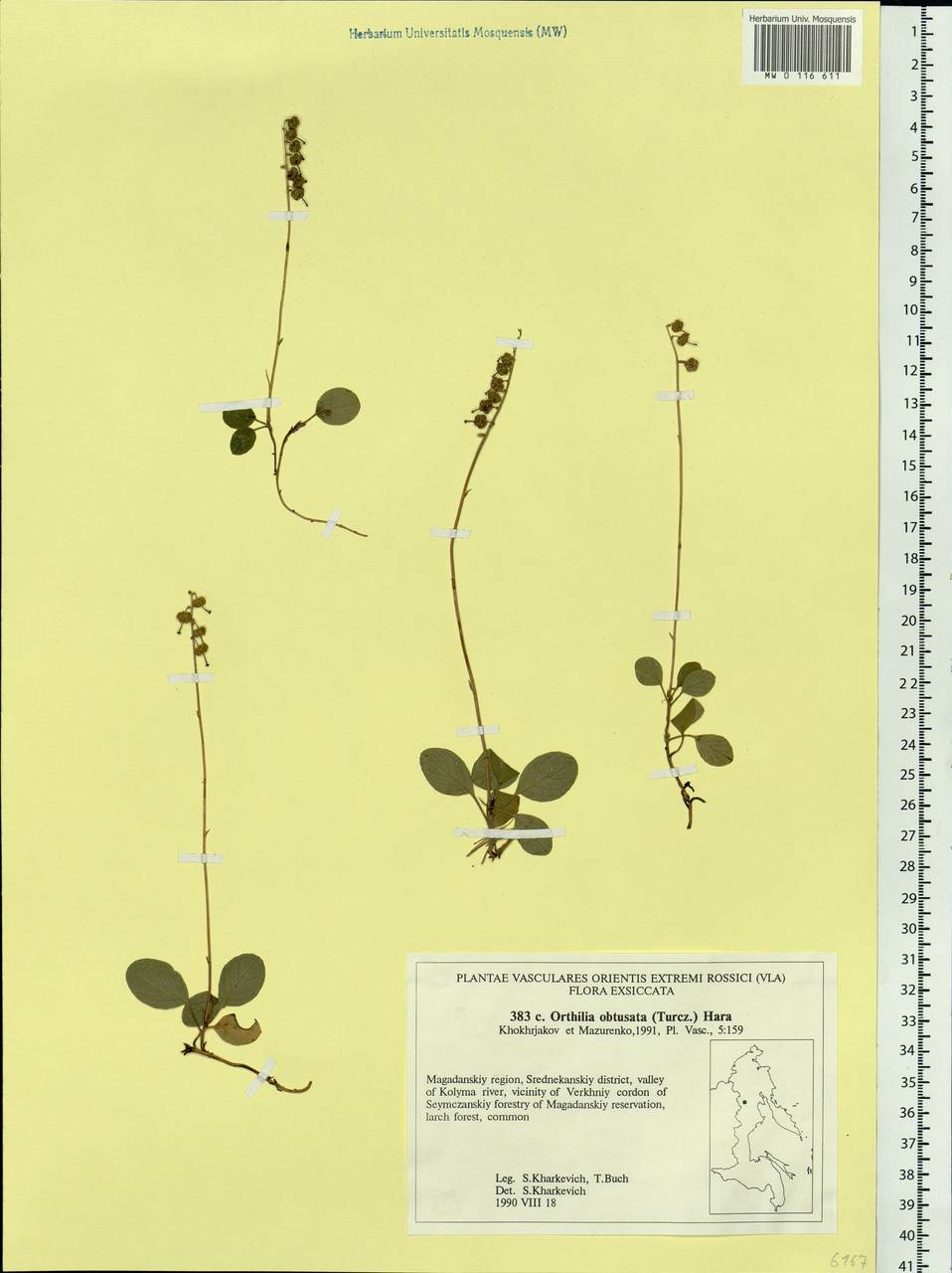 Orthilia secunda (L.) House, Siberia, Chukotka & Kamchatka (S7) (Russia)