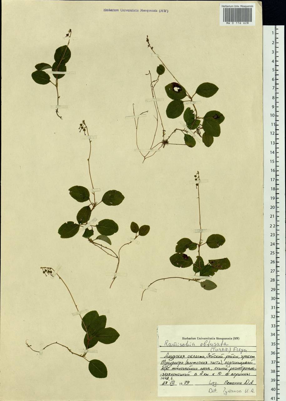 Orthilia secunda (L.) House, Siberia, Russian Far East (S6) (Russia)