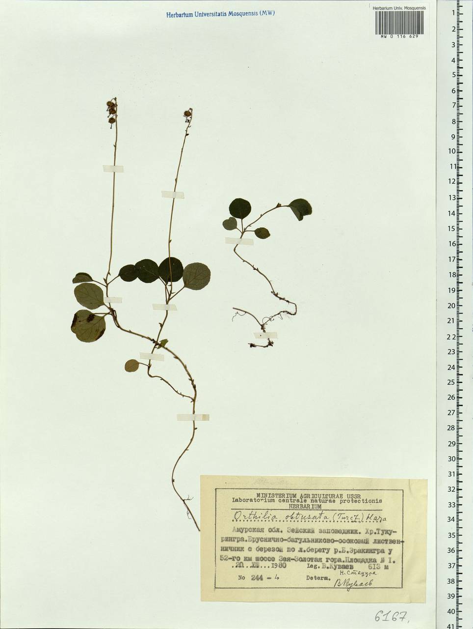 Orthilia secunda (L.) House, Siberia, Russian Far East (S6) (Russia)