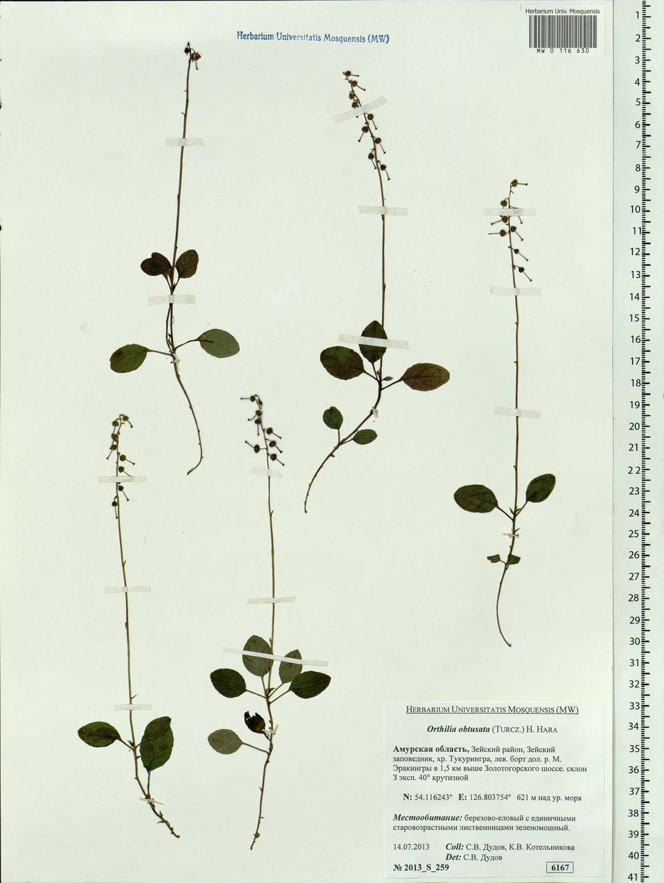 Orthilia secunda (L.) House, Siberia, Russian Far East (S6) (Russia)