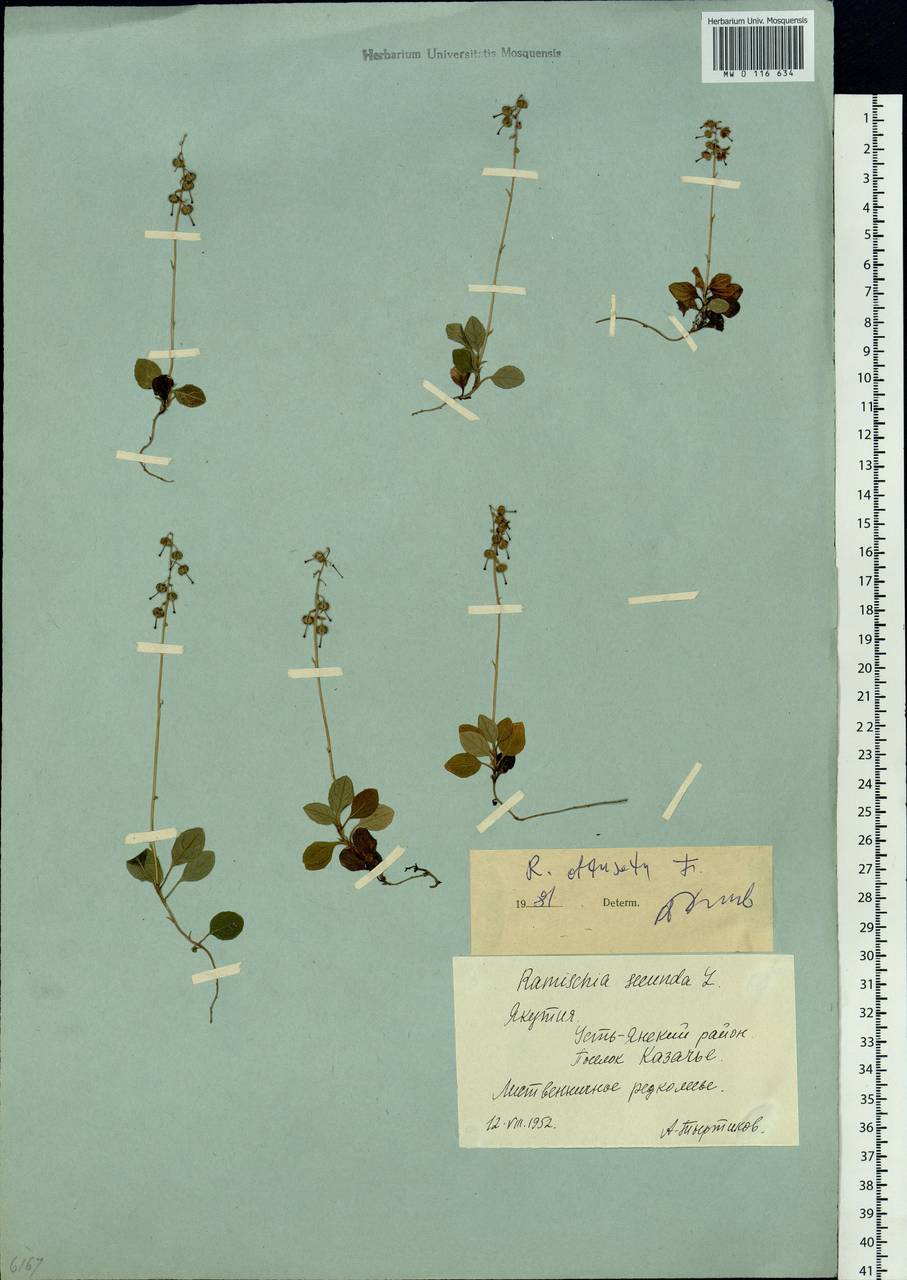Orthilia secunda (L.) House, Siberia, Yakutia (S5) (Russia)