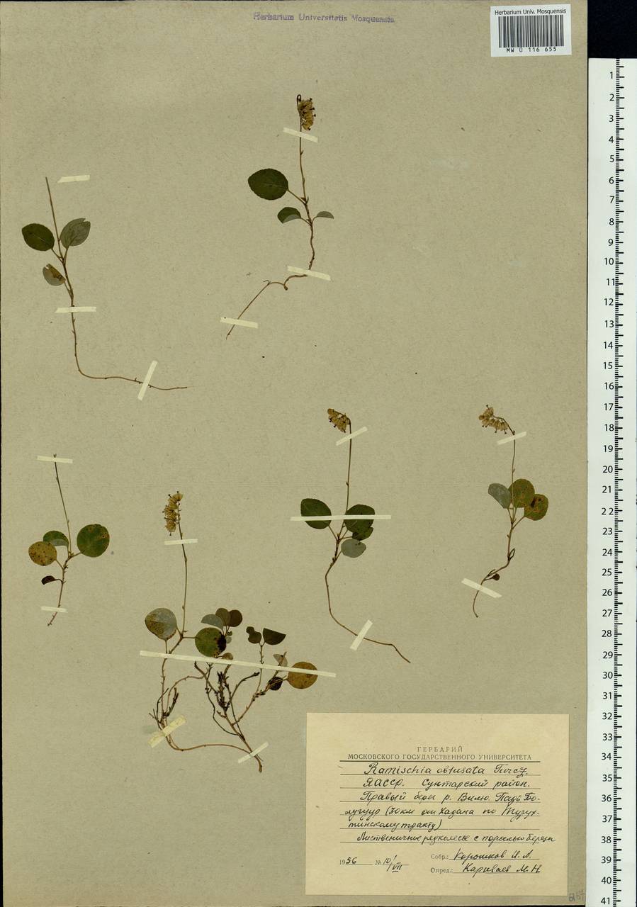 Orthilia secunda (L.) House, Siberia, Yakutia (S5) (Russia)