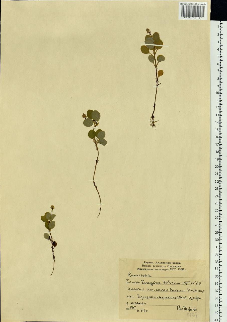 Orthilia secunda (L.) House, Siberia, Yakutia (S5) (Russia)