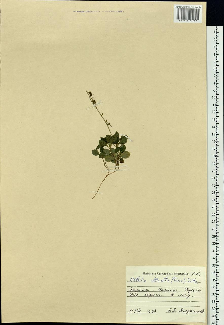 Orthilia secunda (L.) House, Siberia, Yakutia (S5) (Russia)