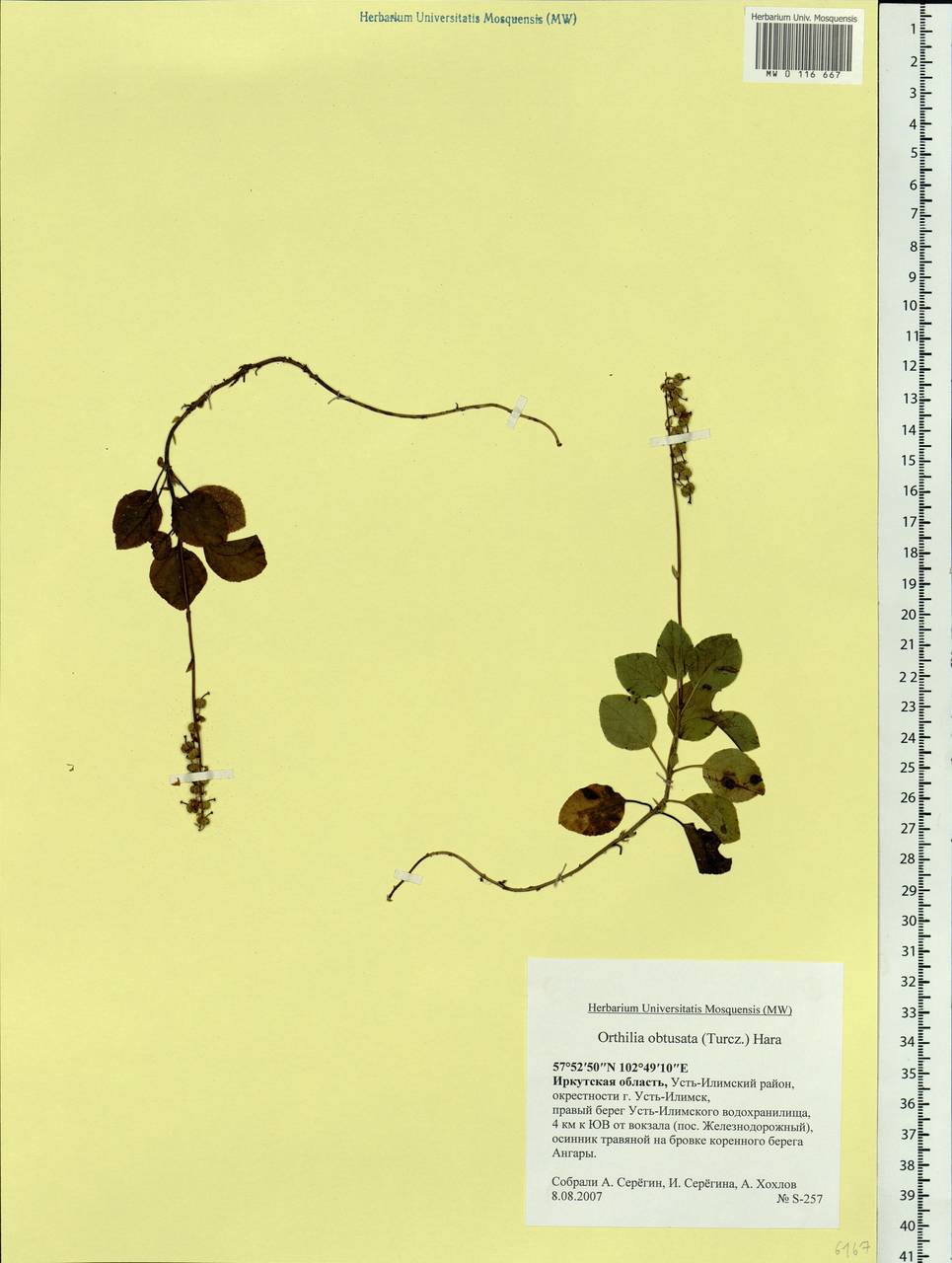 Orthilia secunda (L.) House, Siberia, Baikal & Transbaikal region (S4) (Russia)