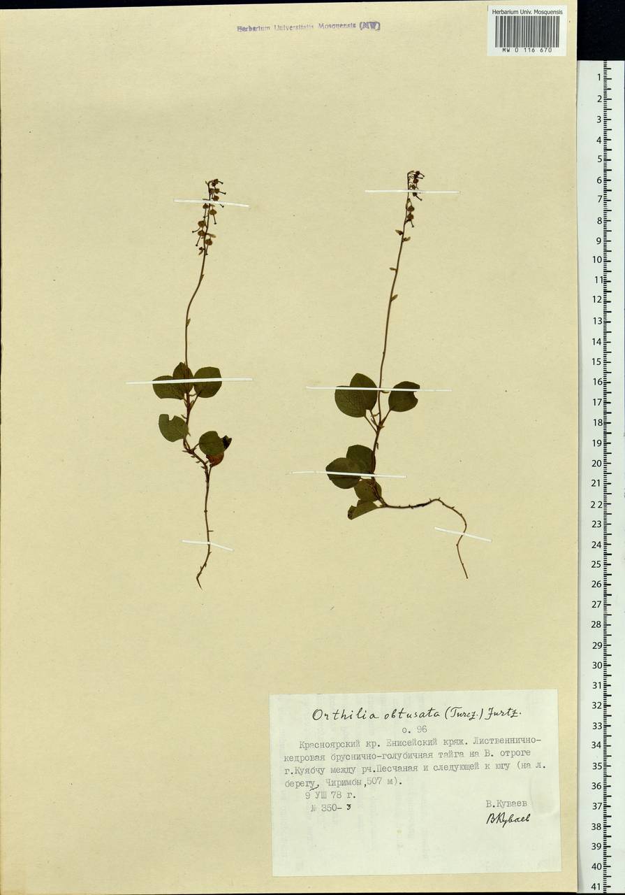 Orthilia secunda (L.) House, Siberia, Central Siberia (S3) (Russia)