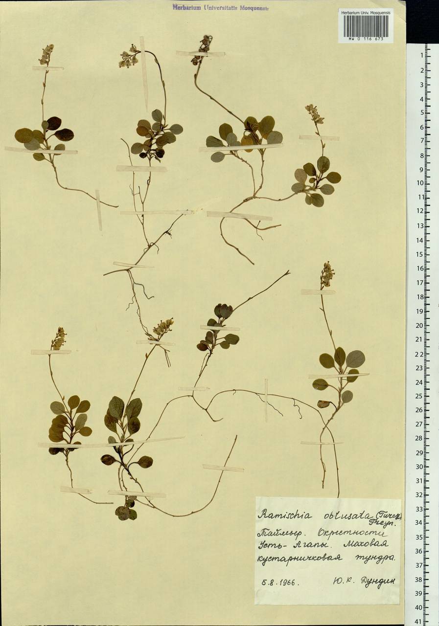 Orthilia secunda (L.) House, Siberia, Central Siberia (S3) (Russia)