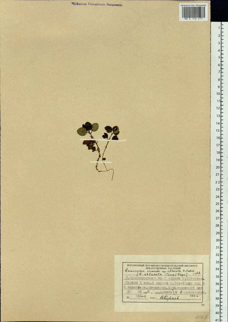 Orthilia secunda (L.) House, Siberia, Central Siberia (S3) (Russia)