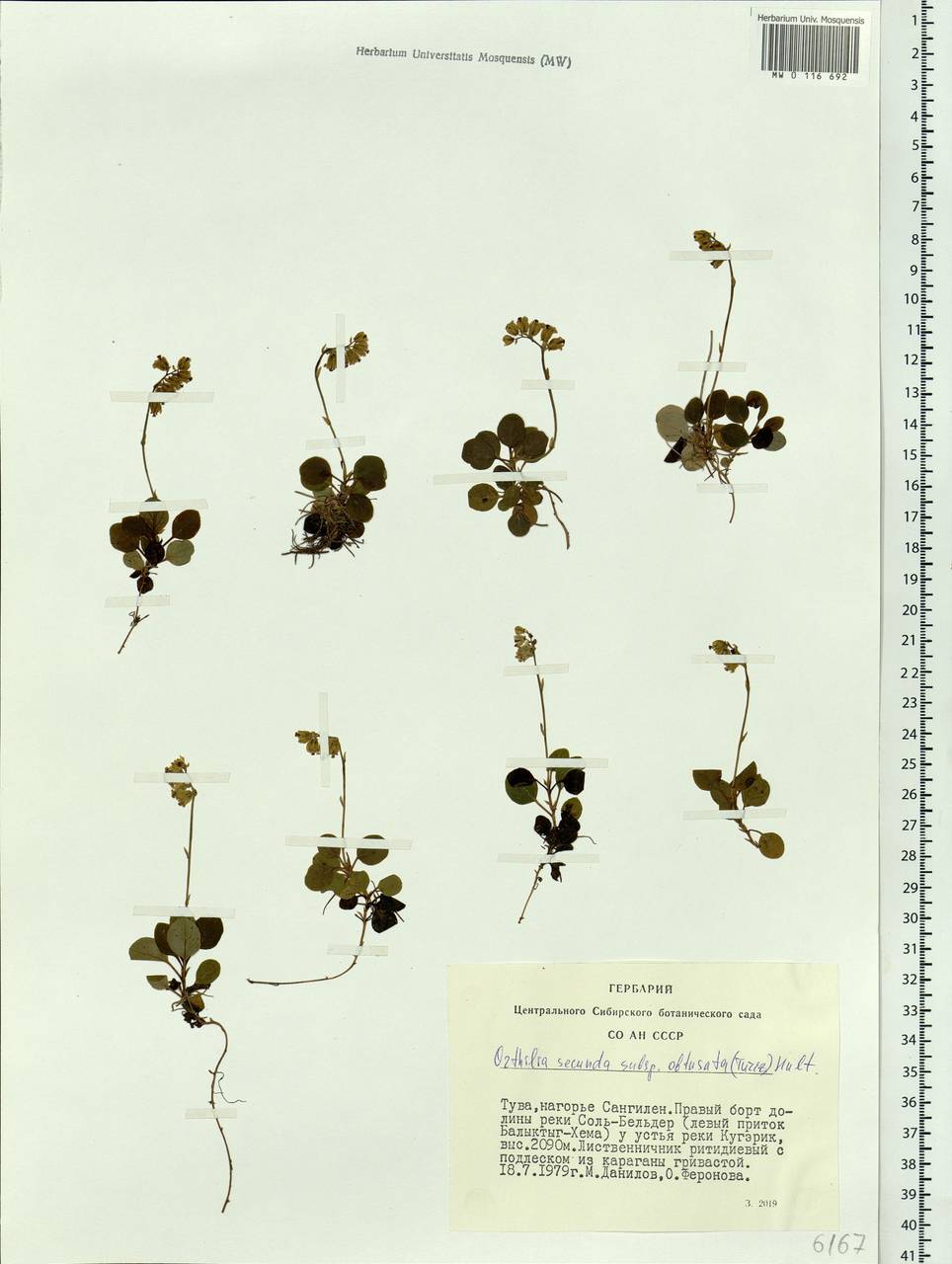 Orthilia secunda (L.) House, Siberia, Altai & Sayany Mountains (S2) (Russia)