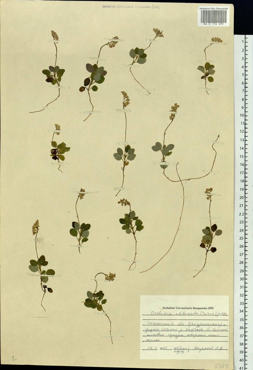 Orthilia secunda (L.) House, Siberia, Western Siberia (S1) (Russia)